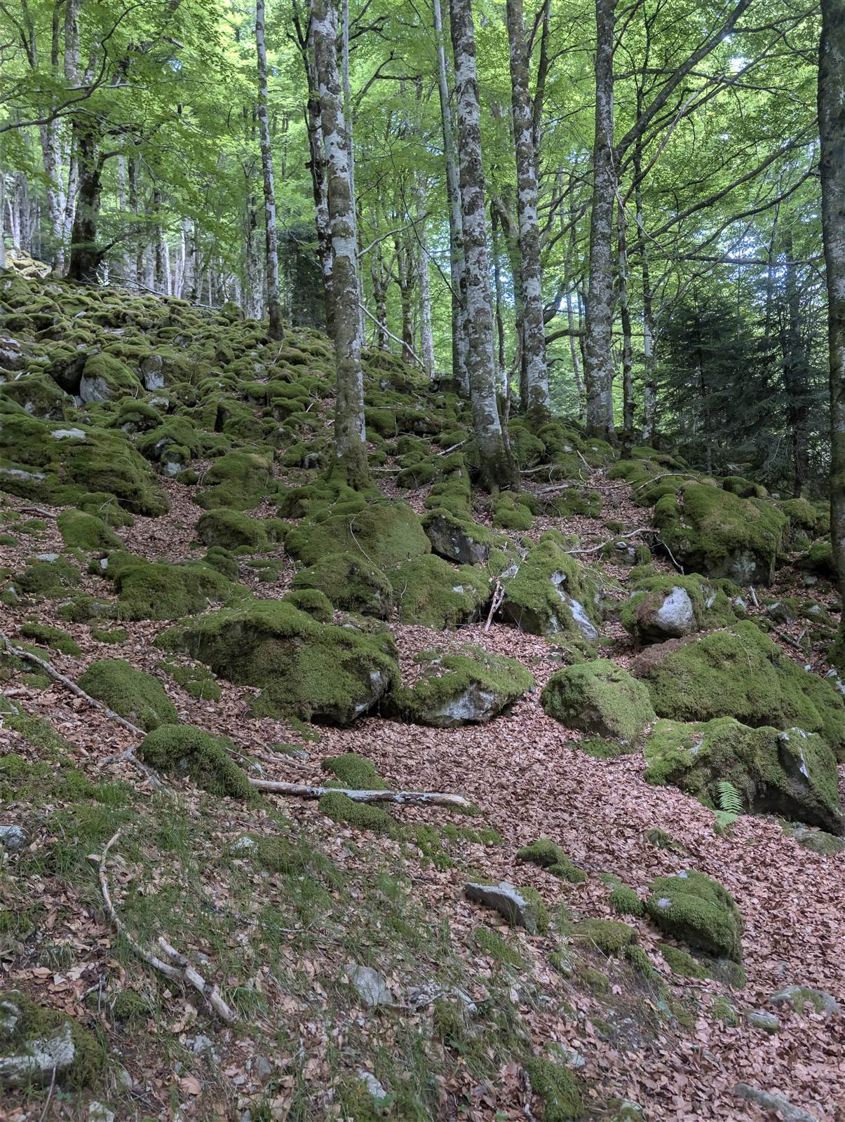 Forêt dense et rochers moussus, décor brut de l'expérience