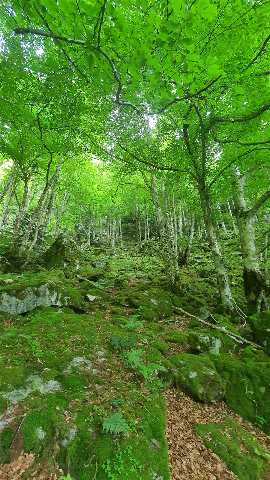 Sentier moussu sous la canopée, forêt pyrénéenne