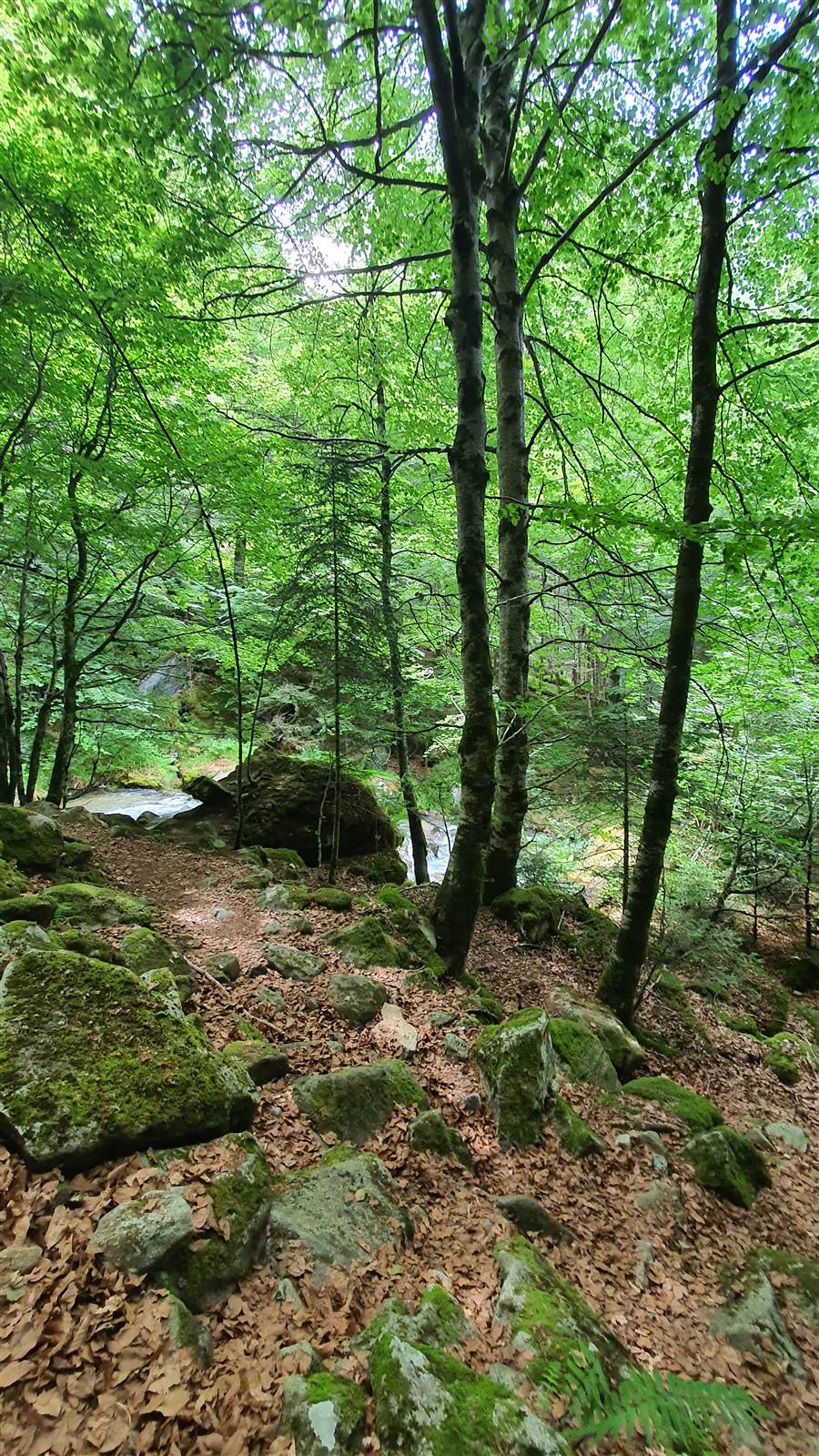 Sentier rocheux et moussu typique de nos randonnées