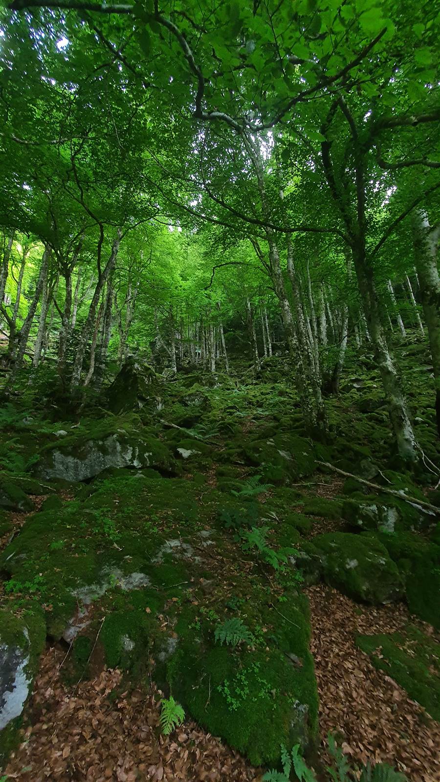 Sous-bois baigné de lumière verte, ambiance ressourçante