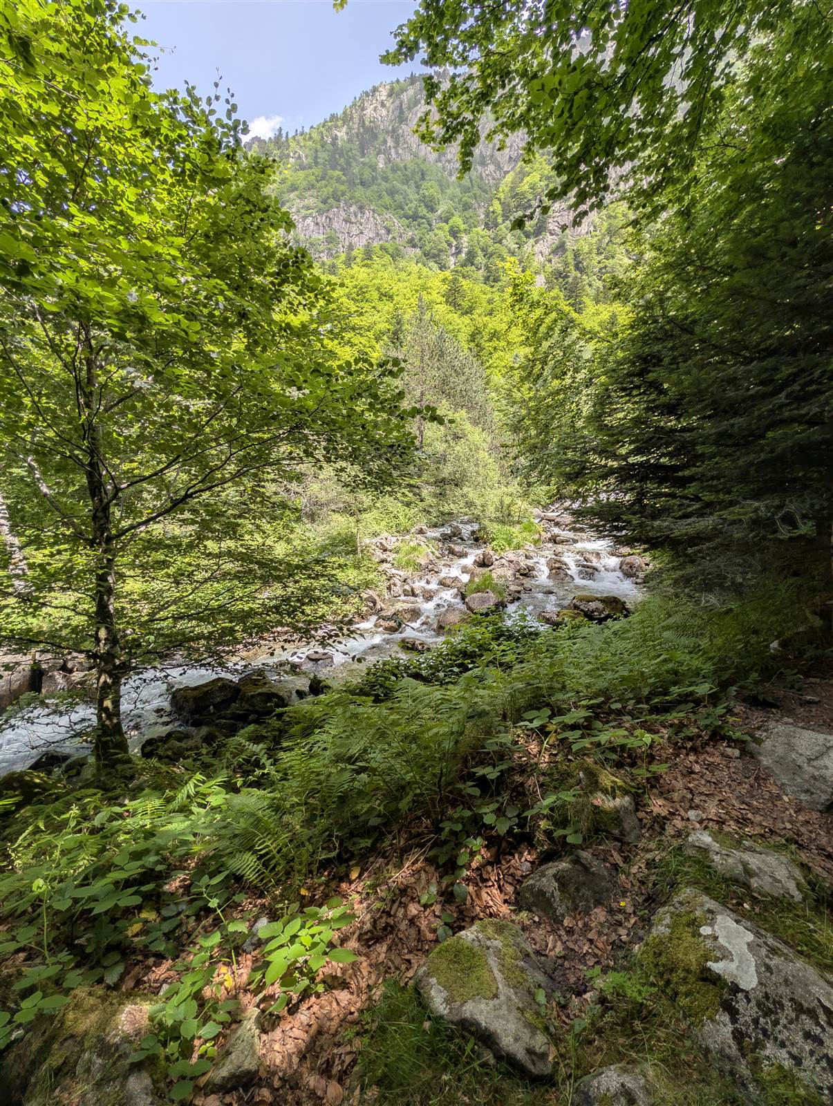 Un torrent de montagne aperçu entre les arbres